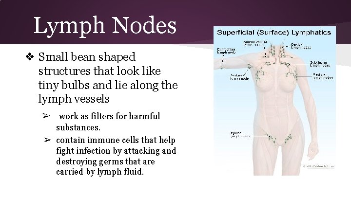 Lymph Nodes ❖ Small bean shaped structures that look like tiny bulbs and lie