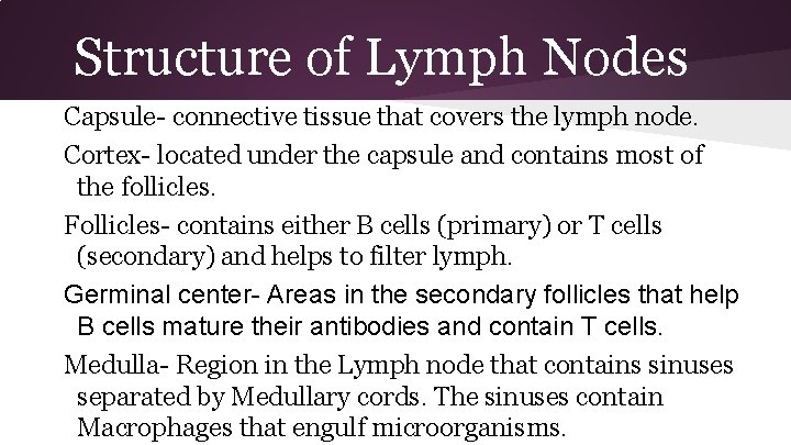 Structure of Lymph Nodes Capsule- connective tissue that covers the lymph node. Cortex- located