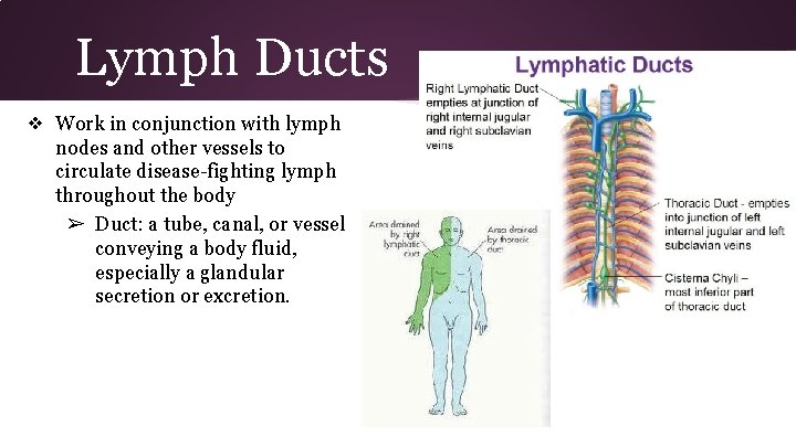 Lymph Ducts ❖ Work in conjunction with lymph nodes and other vessels to circulate