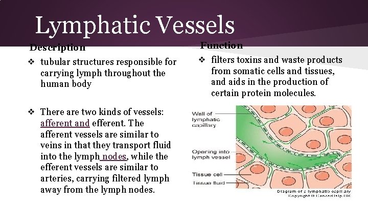 Lymphatic Vessels Description ❖ tubular structures responsible for carrying lymph throughout the human body