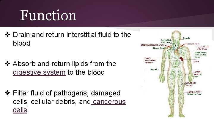 Function ❖ Drain and return interstitial fluid to the blood ❖ Absorb and return