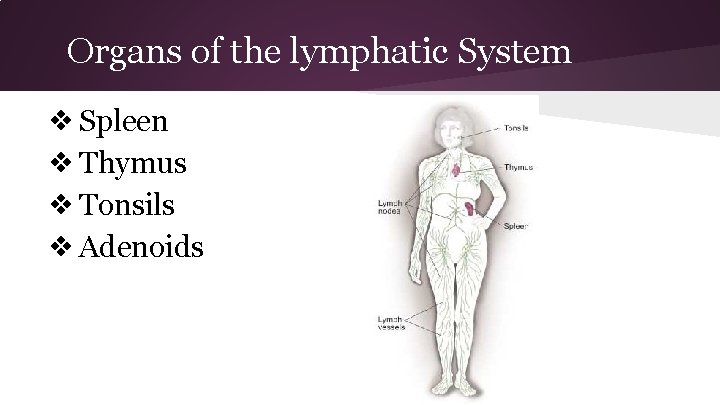 Organs of the lymphatic System ❖ Spleen ❖ Thymus ❖ Tonsils ❖ Adenoids 