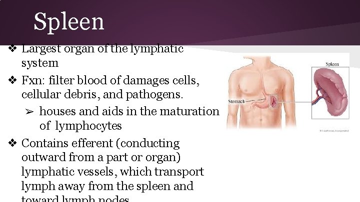 Spleen ❖ Largest organ of the lymphatic system ❖ Fxn: filter blood of damages
