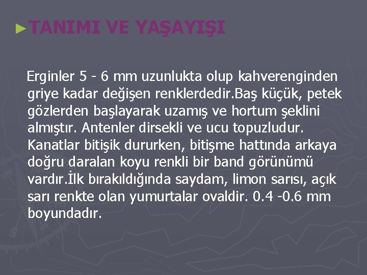 ►TANIMI VE YAŞAYIŞI Erginler 5 - 6 mm uzunlukta olup kahverenginden griye kadar değişen