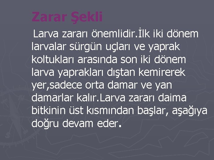 Zarar Şekli Larva zararı önemlidir. İlk iki dönem larvalar sürgün uçları ve yaprak koltukları