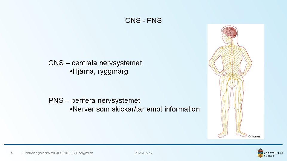 CNS - PNS CNS – centrala nervsystemet • Hjärna, ryggmärg PNS – perifera nervsystemet