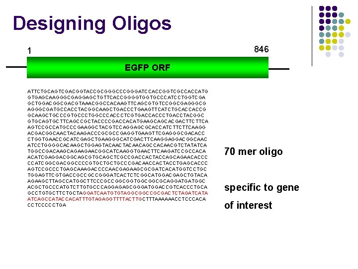 Designing Oligos 846 1 EGFP ORF ATTCTGCAGTCGACGGTACCGCGGGCCCGGGATCCACCGGTCGCCACCATG GTGAGCAAGGGCGAGGAGCTGTTCACCGGGGTGGTGCCCATCCTGGTCGA GCTGGACGGCGACGTAAACGGCCACAAGTTCAGCGTGTCCGGCGAGGGCGATGCCACCTACGGCAAGCTGACCCTGAAGTTCATCTGCACCACCG GCAAGCTGCCCGTGCCCTGGCCCACCCTCGTGACCACCCTGACCTACGGC GTGCAGTGCTTCAGCCGCTACCCCGACCACATGAAGCAGCACGACTTCTTCA AGTCCGCCATGCCCGAAGGCTACGTCCAGGAGCGCACCATCTTCTTCAAGG ACGACGGCAACTACAAGACCCGCGCCGAGGTGAAGTTCGAGGGCGACACC CTGGTGAACCGCATCGAGCTGAAGGGCATCGACTTCAAGGAGGACGGCAAC