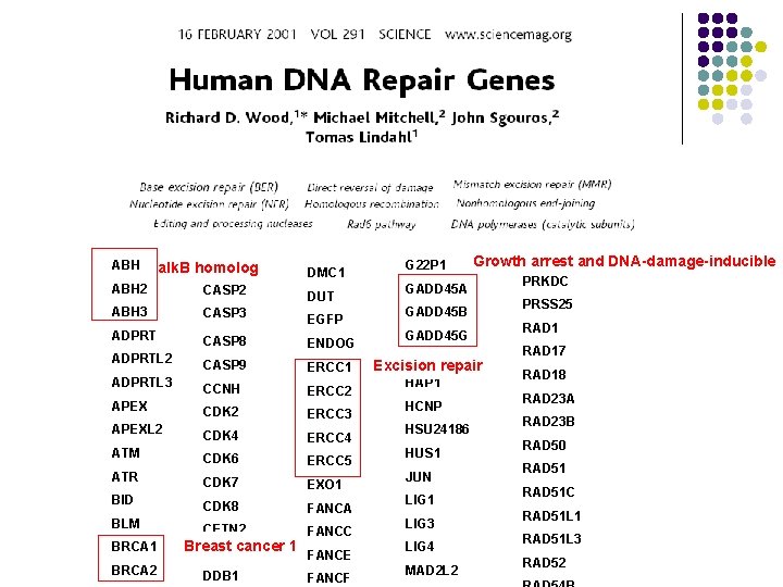 ABH BTG 1 alk. B homolog DMC 1 ABH 2 CASP 2 DUT ABH