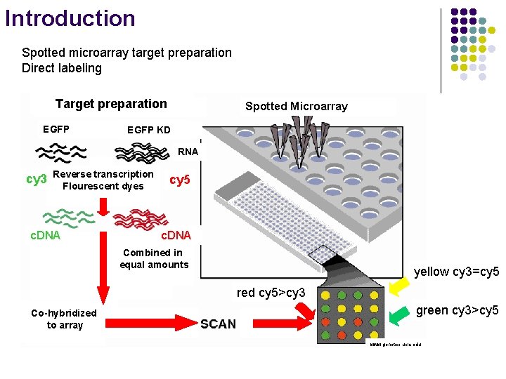 Introduction Spotted microarray target preparation Direct labeling Target preparation Labeled c. DNA preparation EGFP