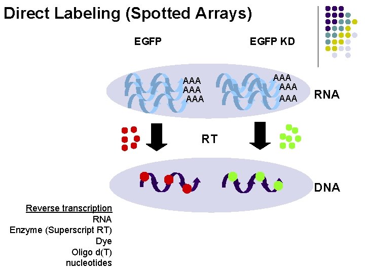 Direct Labeling (Spotted Arrays) EGFP KD AAA AAA AAA RNA RT DNA Reverse transcription