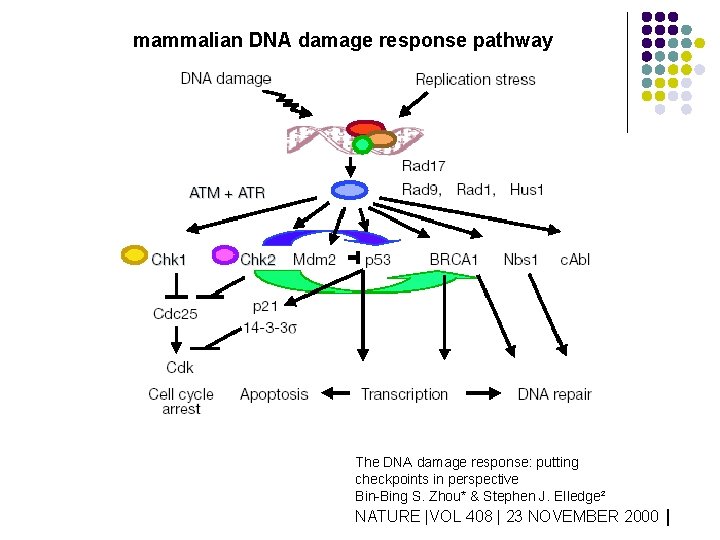 mammalian DNA damage response pathway The DNA damage response: putting checkpoints in perspective Bin-Bing