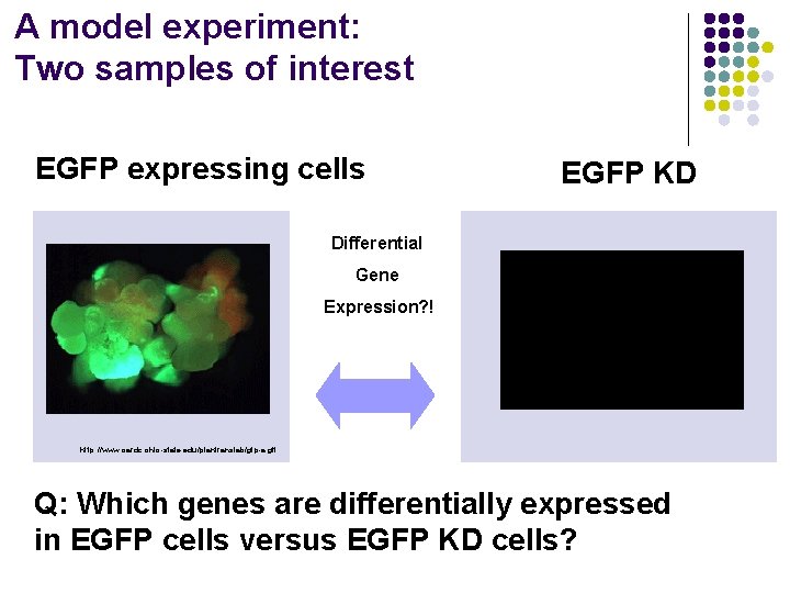 A model experiment: Two samples of interest EGFP expressing cells EGFP KD Differential Gene