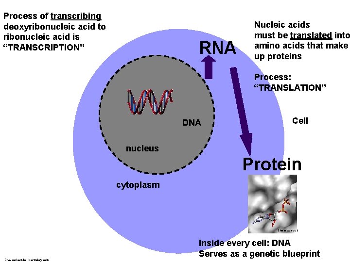 Process of transcribing deoxyribonucleic acid to ribonucleic acid is “TRANSCRIPTION” RNA Nucleic acids must