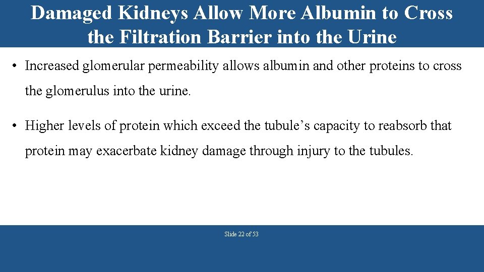 Damaged Kidneys Allow More Albumin to Cross the Filtration Barrier into the Urine •