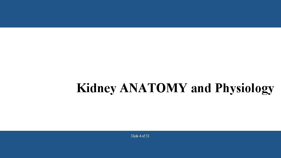 Kidney ANATOMY and Physiology Slide 4 of 53 