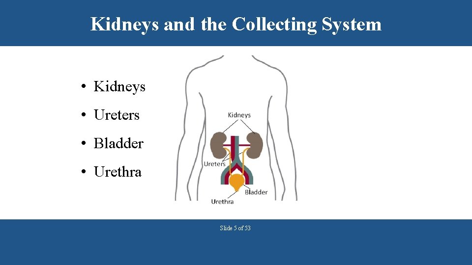 Kidneys and the Collecting System • Kidneys • Ureters • Bladder • Urethra Slide