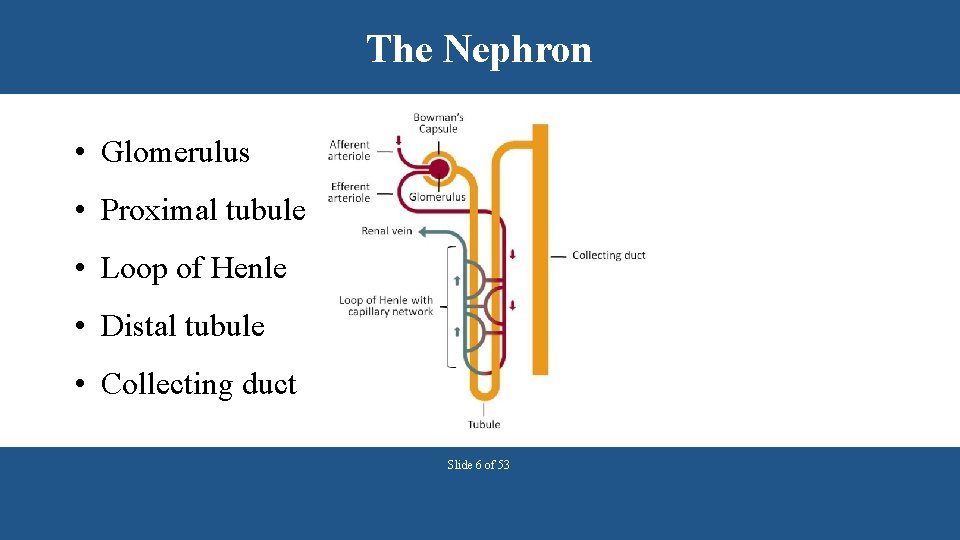 The Nephron • Glomerulus • Proximal tubule • Loop of Henle • Distal tubule