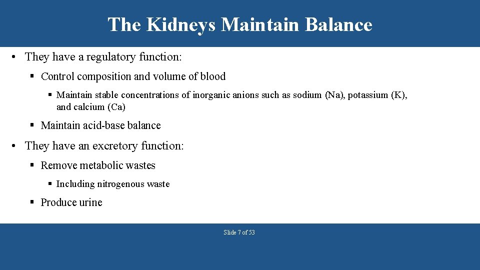 The Kidneys Maintain Balance • They have a regulatory function: § Control composition and