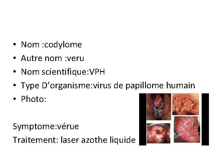  • • • Nom : codylome Autre nom : veru Nom scientifique: VPH