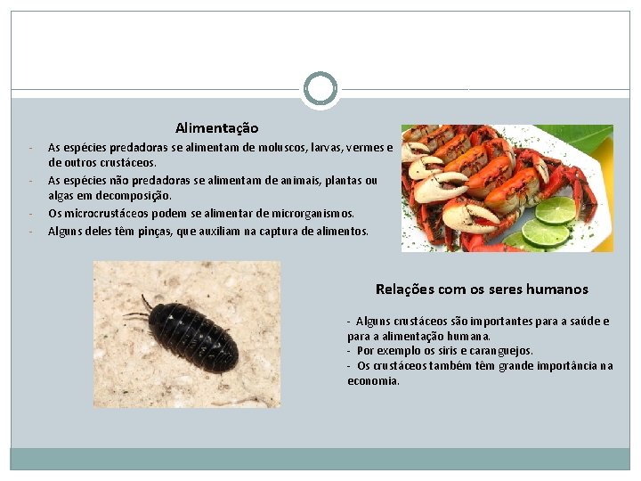 Alimentação - As espécies predadoras se alimentam de moluscos, larvas, vermes e de outros