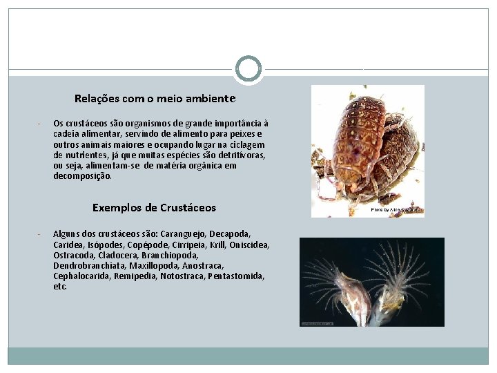 Relações com o meio ambiente - Os crustáceos são organismos de grande importância à