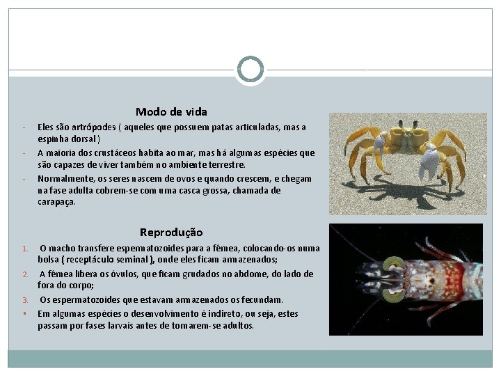 Modo de vida - Eles são artrópodes ( aqueles que possuem patas articuladas, mas