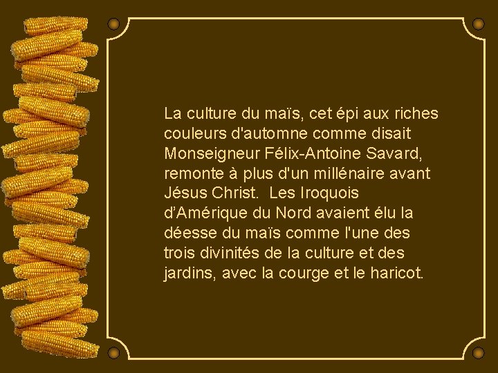 La culture du maïs, cet épi aux riches couleurs d'automne comme disait Monseigneur Félix-Antoine