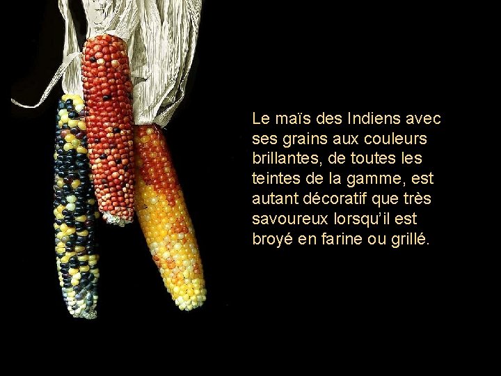 Le maïs des Indiens avec ses grains aux couleurs brillantes, de toutes les teintes
