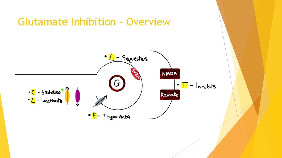 Glutamate Inhibition - Overview 