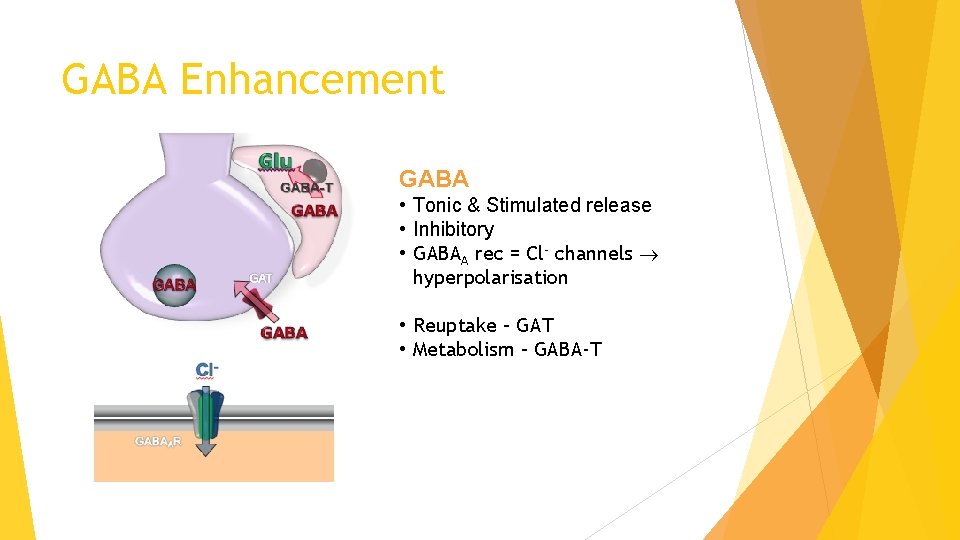 GABA Enhancement GABA • Tonic & Stimulated release • Inhibitory • GABAA rec =