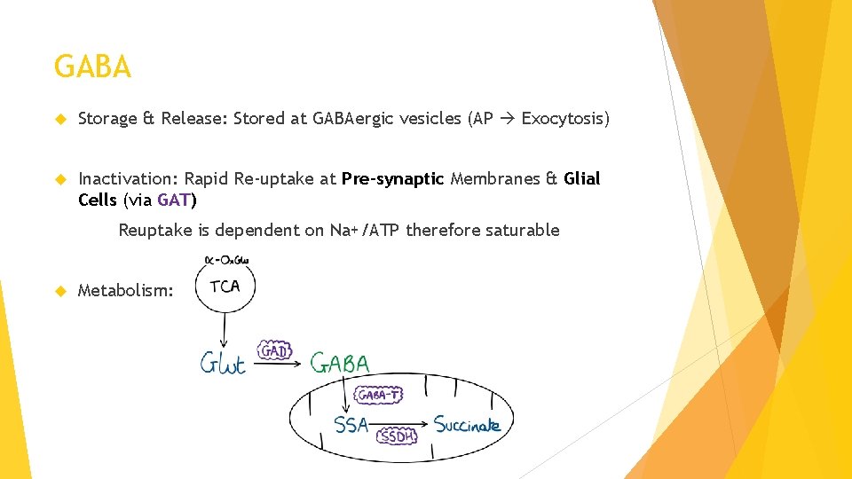 GABA Storage & Release: Stored at GABAergic vesicles (AP Exocytosis) Inactivation: Rapid Re-uptake at