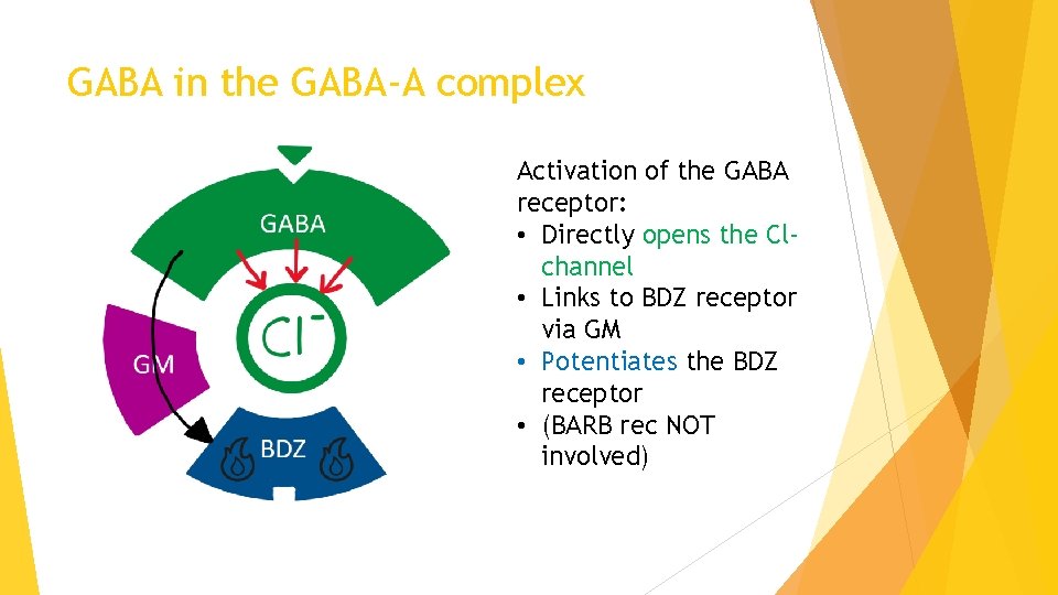 GABA in the GABA-A complex Activation of the GABA receptor: • Directly opens the