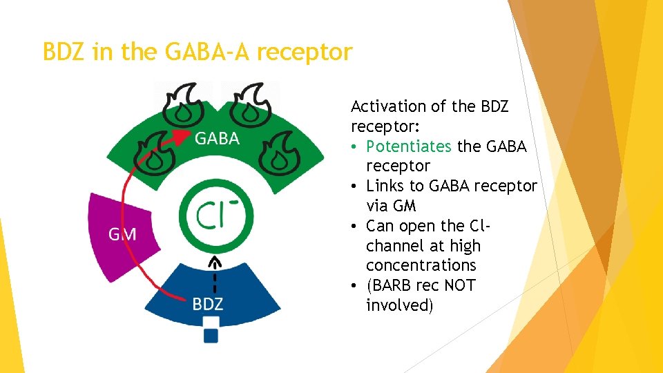 BDZ in the GABA-A receptor Activation of the BDZ receptor: • Potentiates the GABA