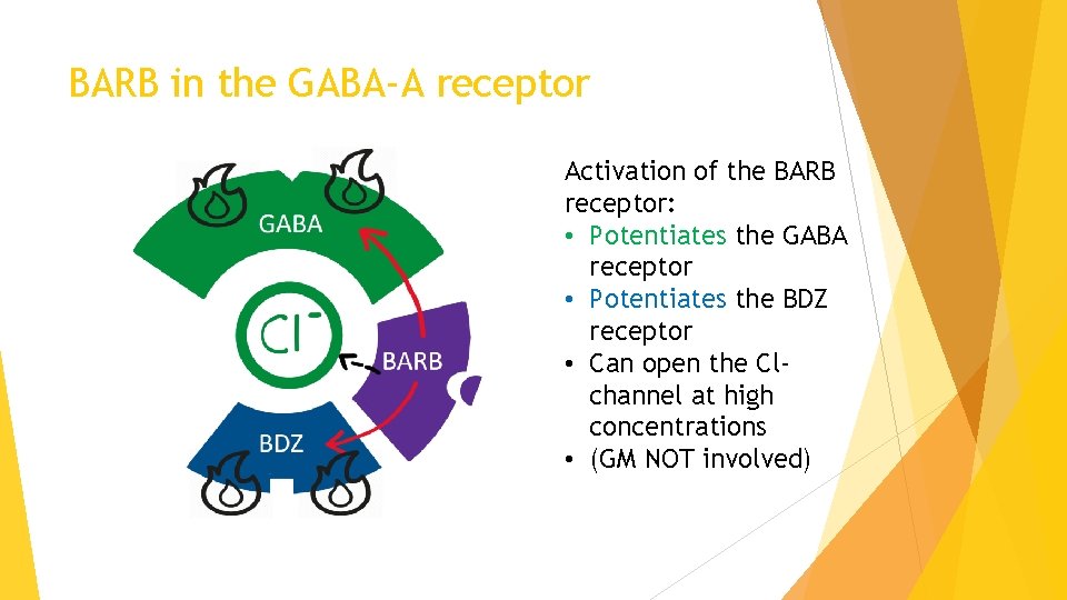 BARB in the GABA-A receptor Activation of the BARB receptor: • Potentiates the GABA