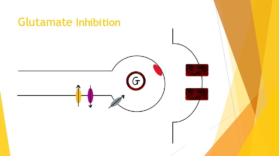 Glutamate Inhibition 