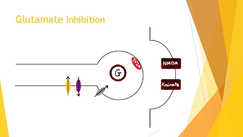 Glutamate Inhibition 