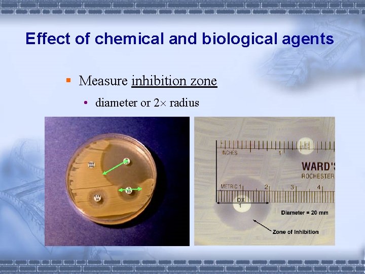 Effect of chemical and biological agents § Measure inhibition zone • diameter or 2