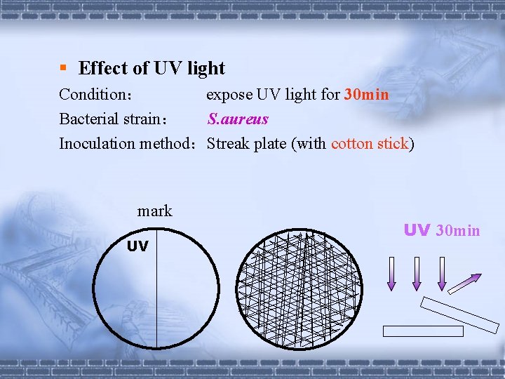 § Effect of UV light Condition： expose UV light for 30 min Bacterial strain：