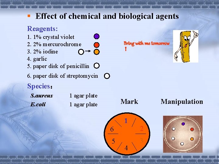 § Effect of chemical and biological agents Reagents: 1. 1% crystal violet 2. 2%