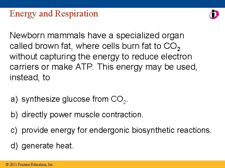 Energy and Respiration Newborn mammals have a specialized organ called brown fat, where cells