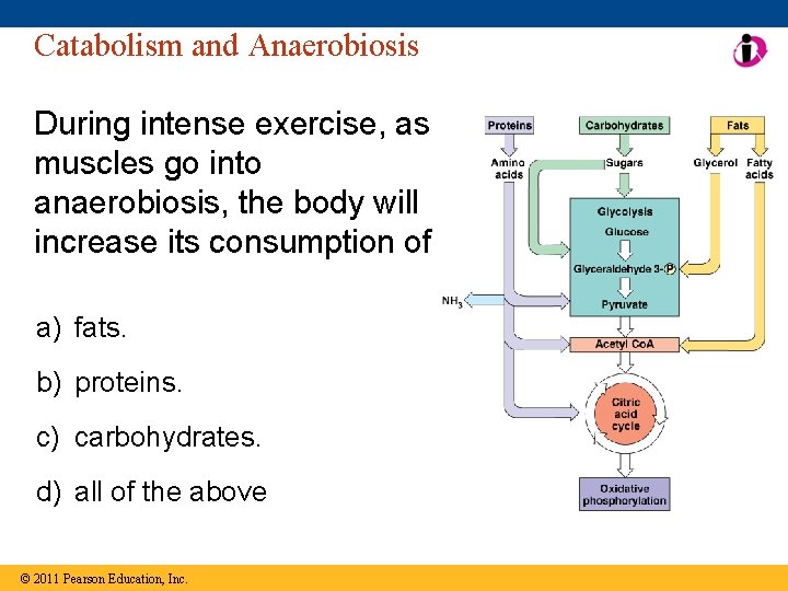 Catabolism and Anaerobiosis During intense exercise, as muscles go into anaerobiosis, the body will