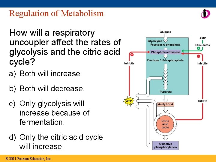 Regulation of Metabolism How will a respiratory uncoupler affect the rates of glycolysis and