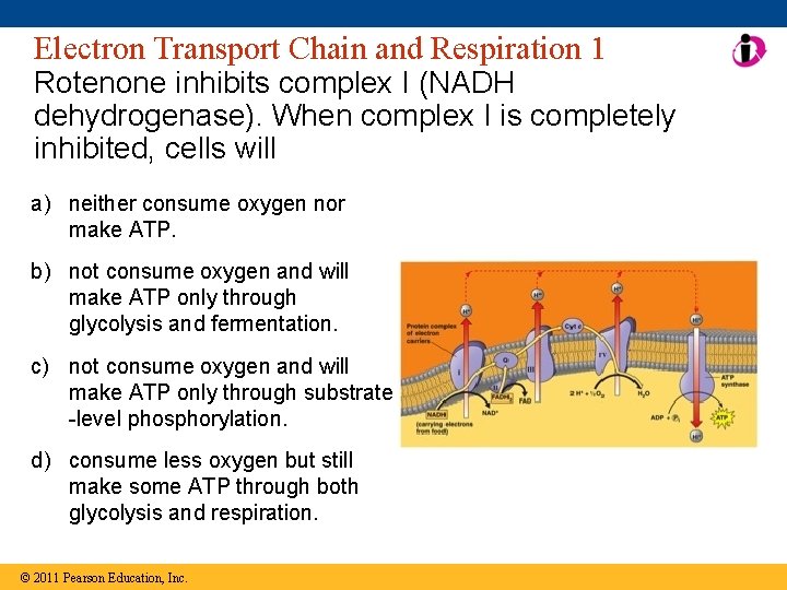 Electron Transport Chain and Respiration 1 Rotenone inhibits complex I (NADH dehydrogenase). When complex