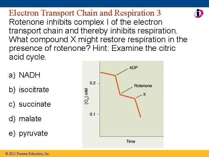 Electron Transport Chain and Respiration 3 Rotenone inhibits complex I of the electron transport