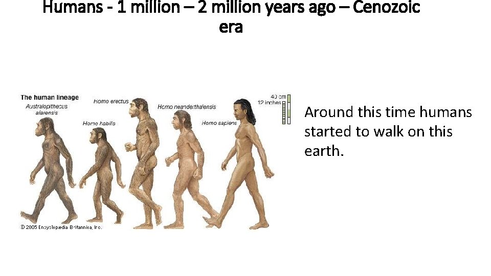 Humans - 1 million – 2 million years ago – Cenozoic era Around this