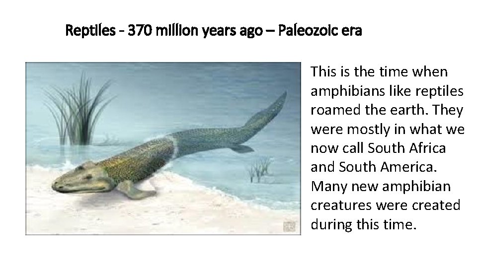 Reptiles - 370 million years ago – Paleozoic era This is the time when