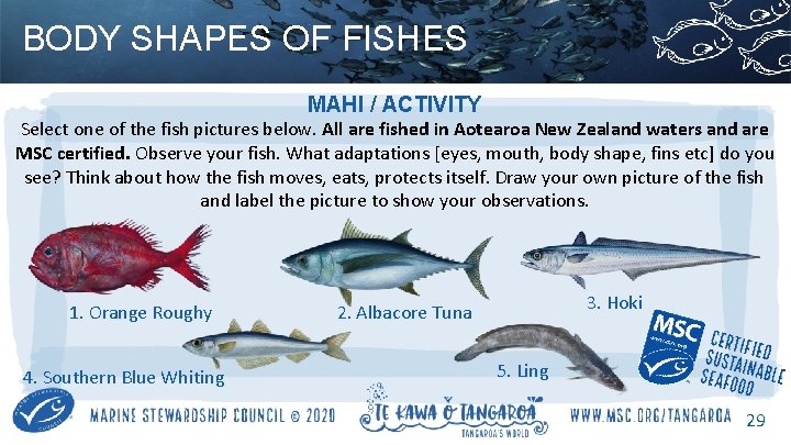 BODY SHAPES OF FISHES MAHI / ACTIVITY Select one of the fish pictures below.