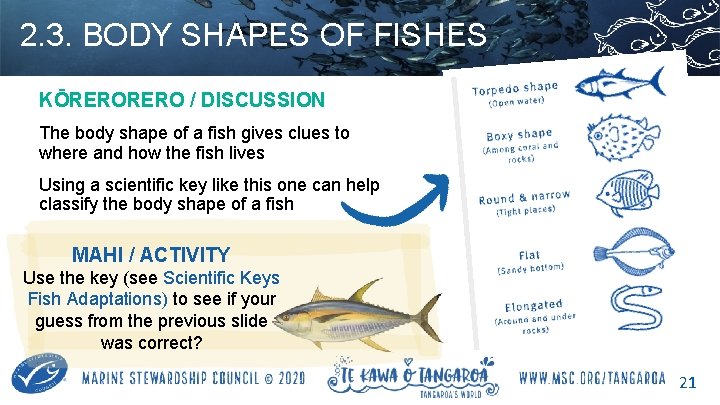 2. 3. BODY SHAPES OF FISHES KŌRERO / DISCUSSION The body shape of a