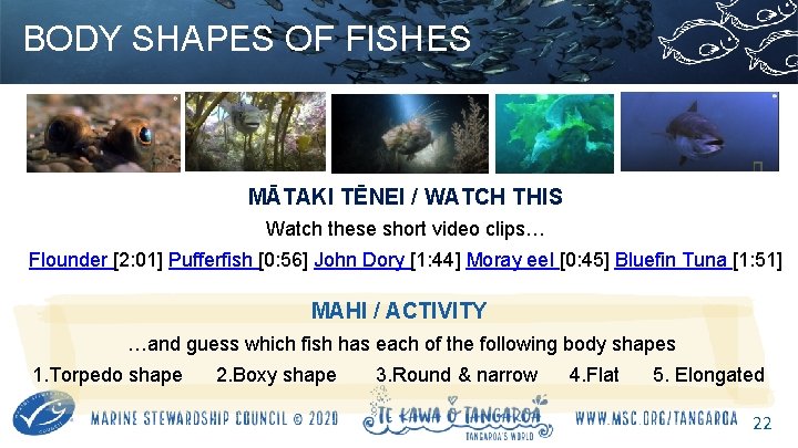 BODY SHAPES OF FISHES MĀTAKI TĒNEI / WATCH THIS Watch these short video clips…