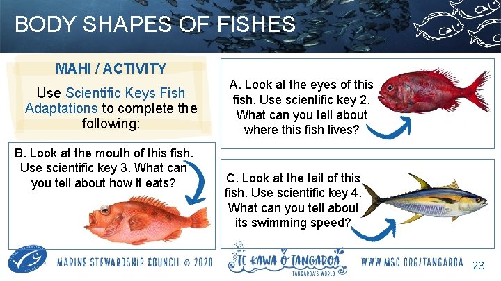 BODY SHAPES OF FISHES MAHI / ACTIVITY Use Scientific Keys Fish Adaptations to complete